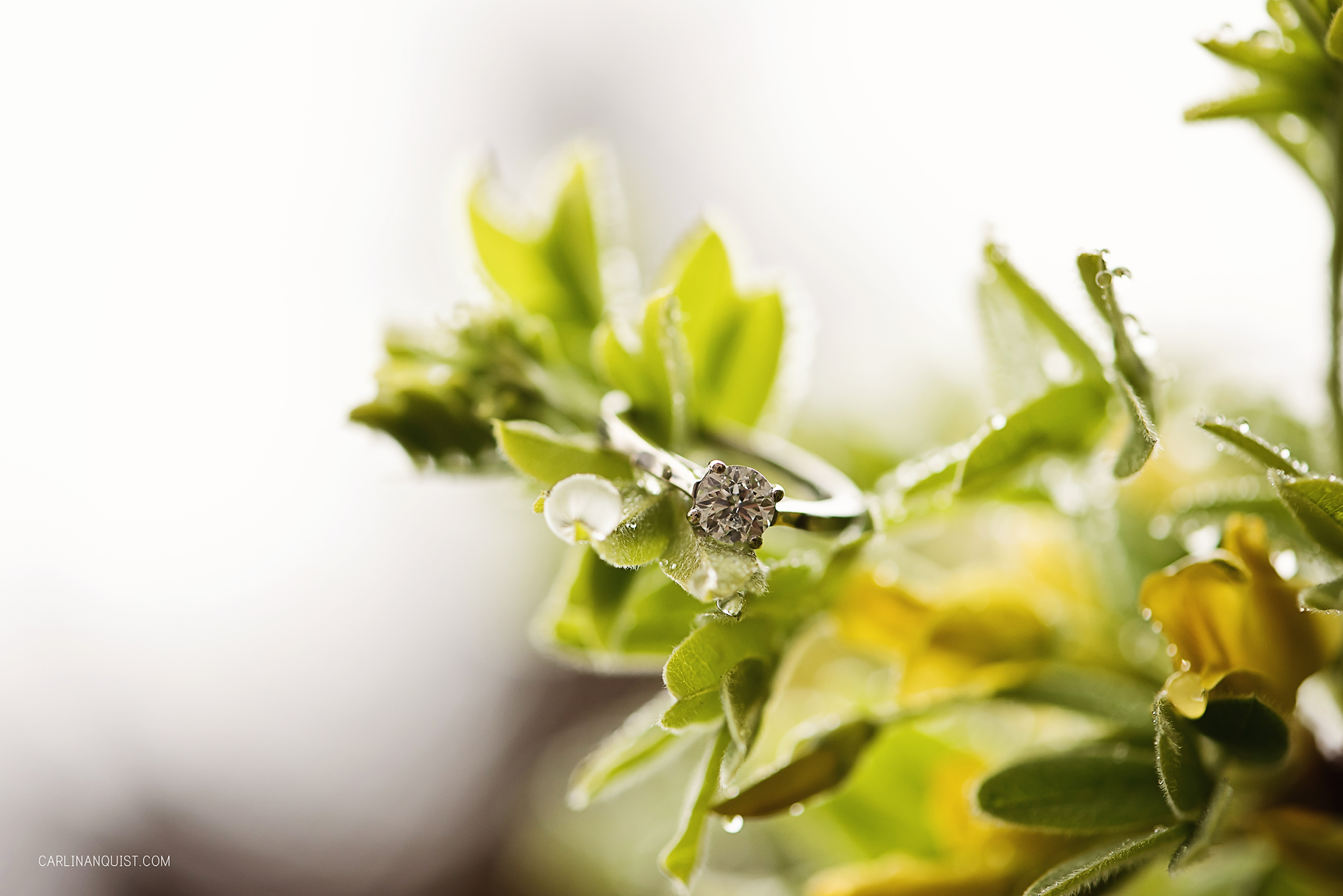 Blossoming Trees | Engagement Ring | Spring Engagement | Calgary Wedding Photographer | Carlin Anquist Photography