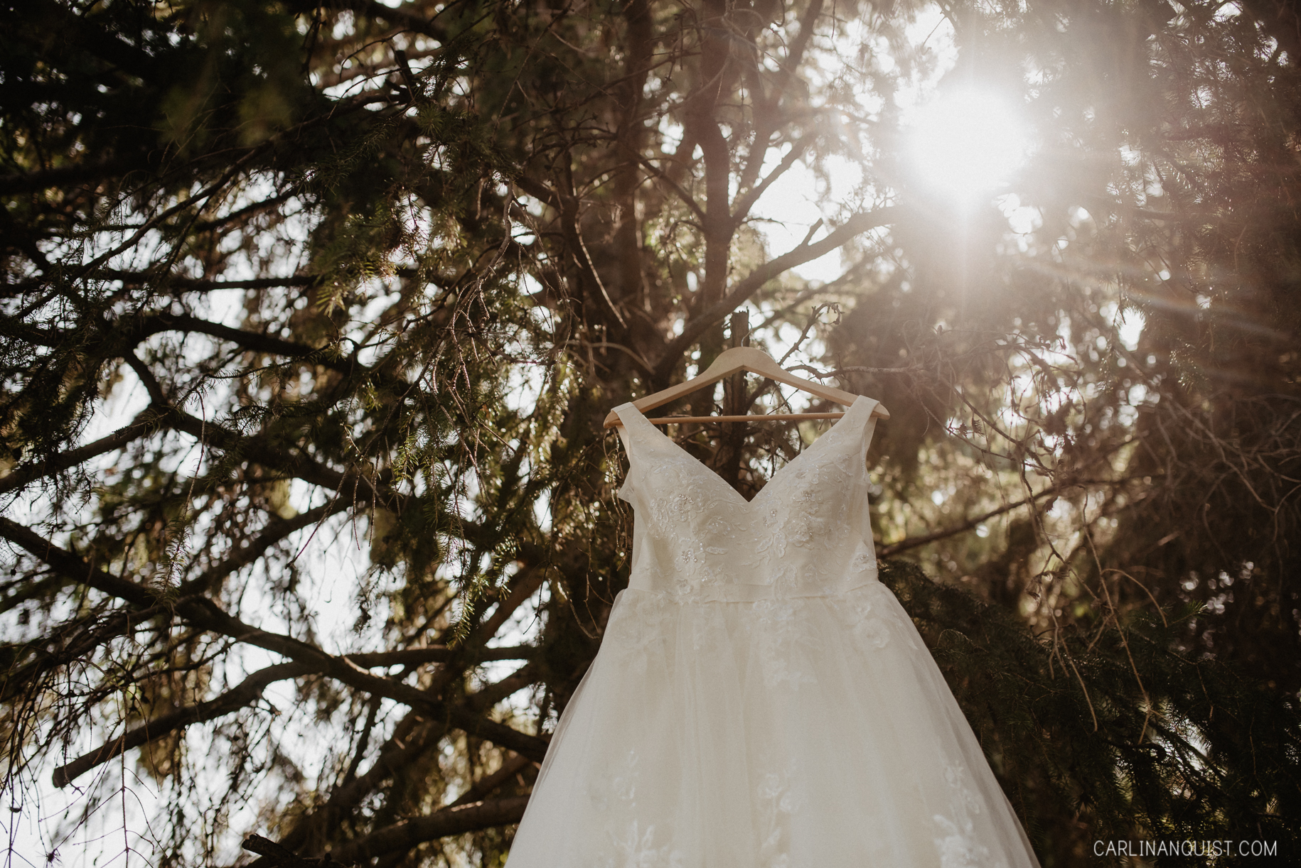 Bride's Dress in a Tree 